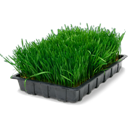 wheatgrass tray icon